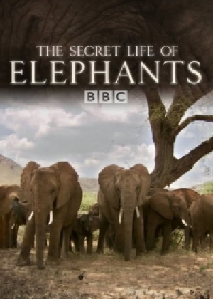 Тайны жизни слонов смотреть онлайн