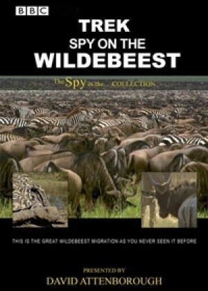 Дикая природа: шпион среди антилоп гну  смотреть онлайн