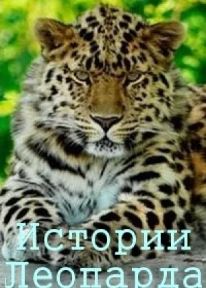 Истории леопарда онлайн