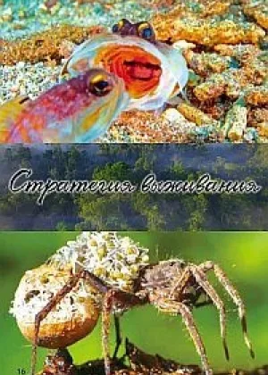 Стратегия жизни