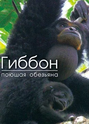 Гиббон — поющая обезьяна