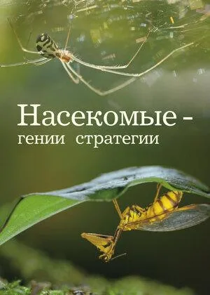Насекомые — гении стратегии