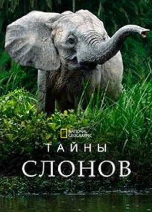 Тайны слонов
