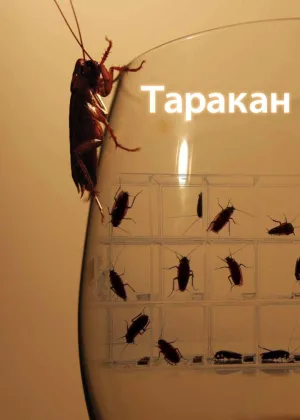 Таракан