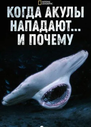 Когда акулы нападают... И почему