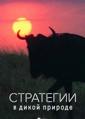 Стратегии в дикой природе