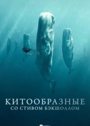 Китообразные со Стивом Бэкшоллом