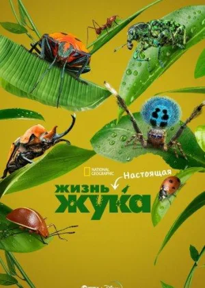 Настоящая жизнь жука