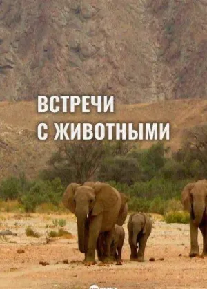 Встречи с животными