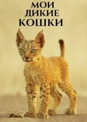Мои дикие кошки