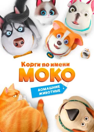 Корги по имени Моко. Домашние животные