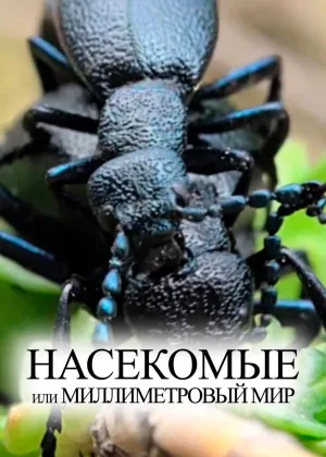Насекомые, или Миллиметровый мир