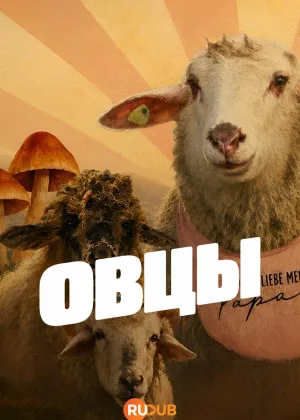 Овцы