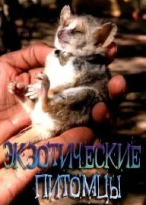 Экзотические питомцы