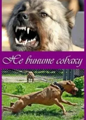 Не вините собаку