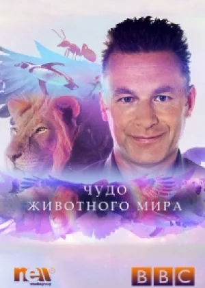 Чудо животного мира