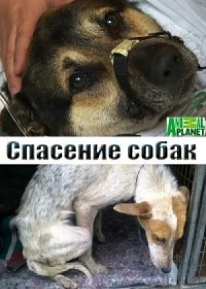Спасение собак