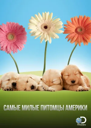 Самые милые питомцы Америки