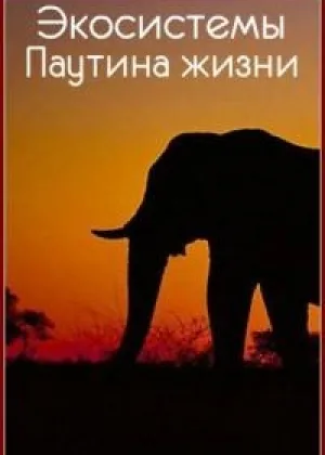 Экосистемы. Паутина жизни